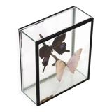 Display case with two butterflies, 1970s