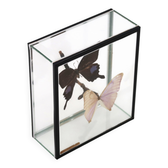 Display case with two butterflies, 1970s