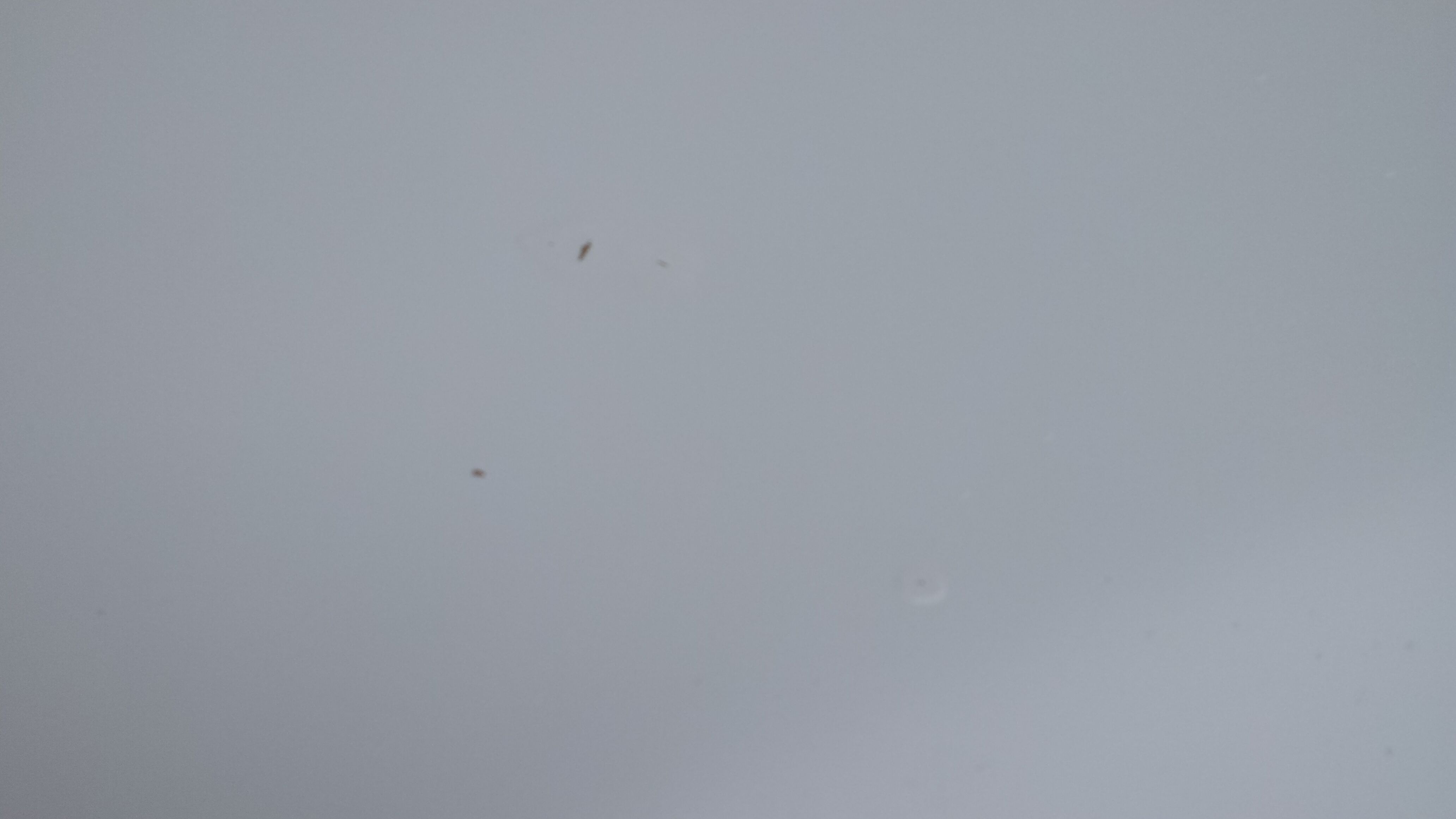 White round table, tulip foot