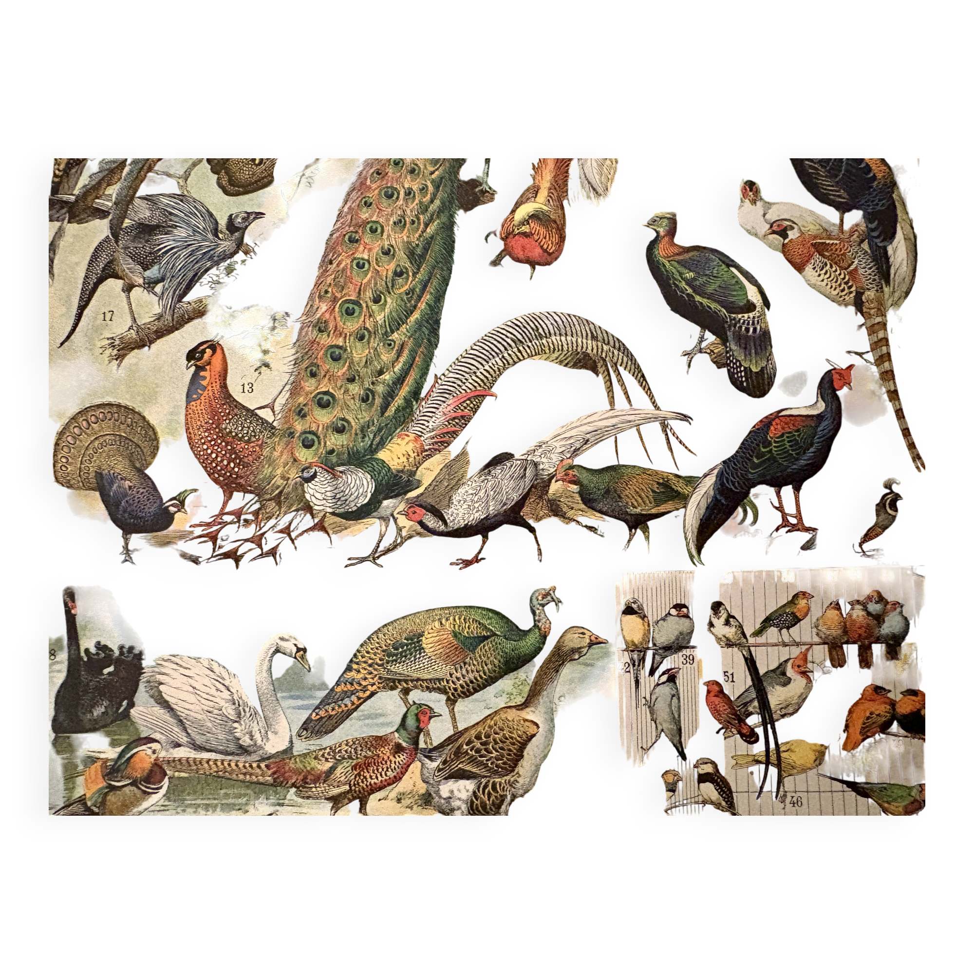 Lithographie sur les oiseaux, paon - 1900