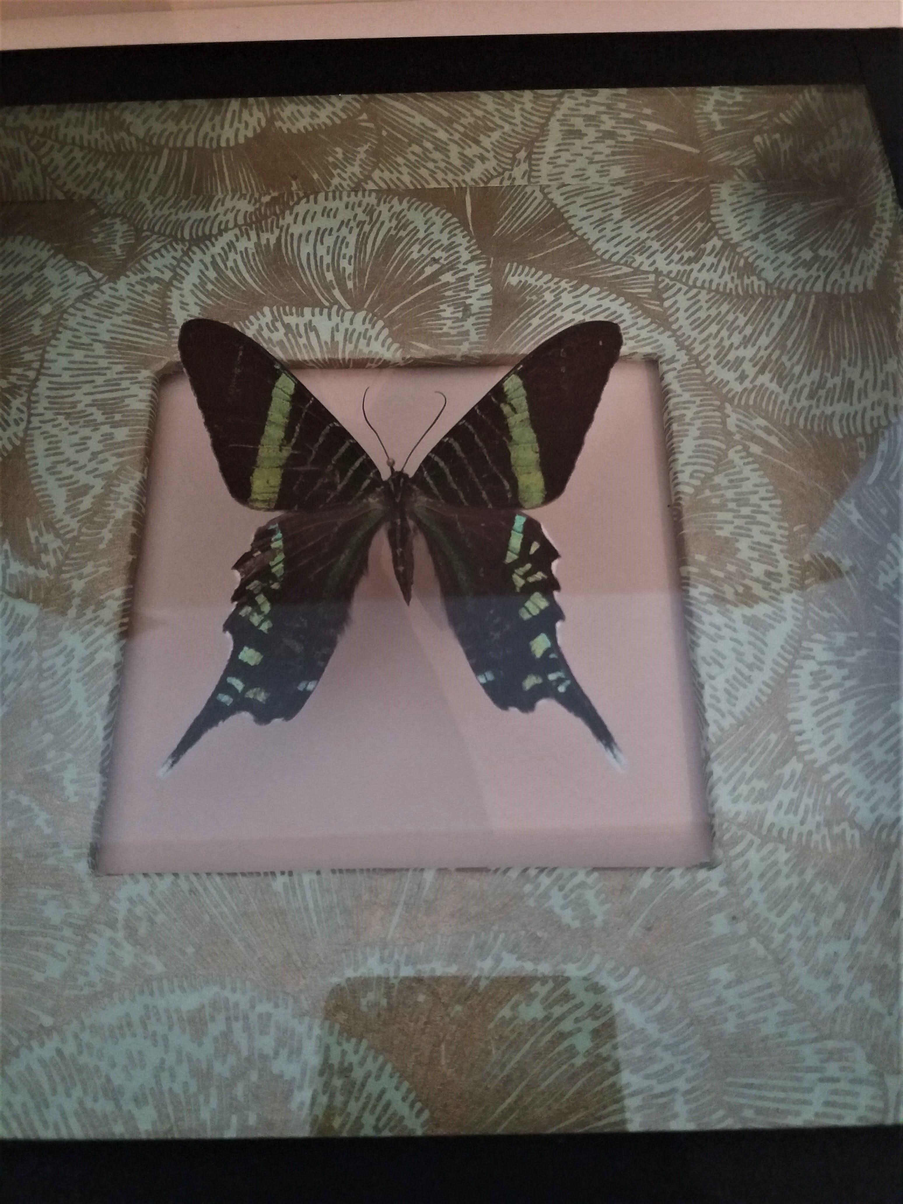 Entomology frame with butterfly urania leilus