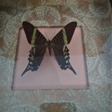 Entomology frame with butterfly urania leilus