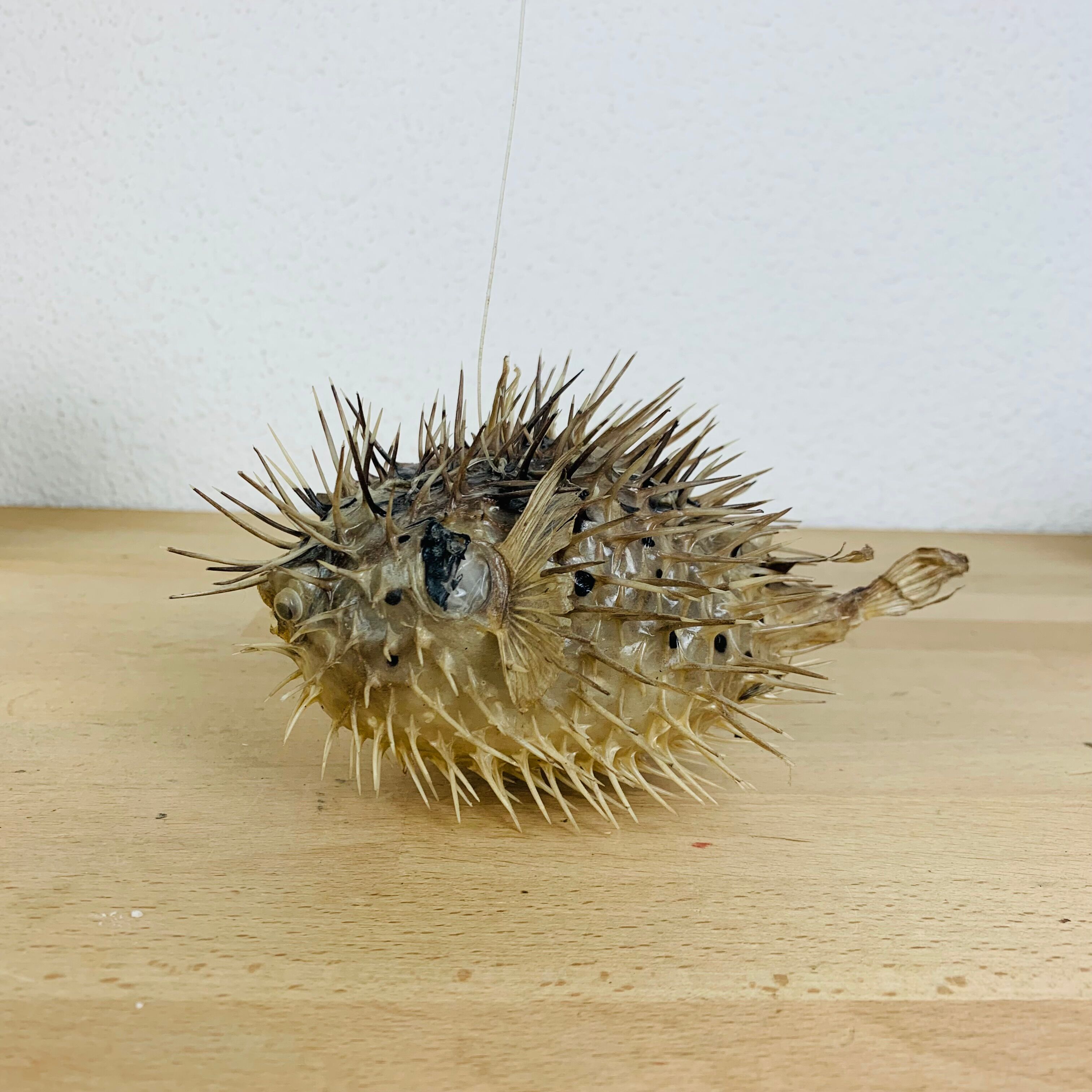 Naturalized diodon puffer fish object of curiosity