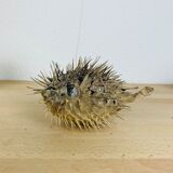 Naturalized diodon puffer fish object of curiosity