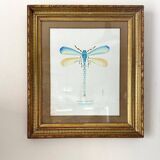 Blue dragonfly frame