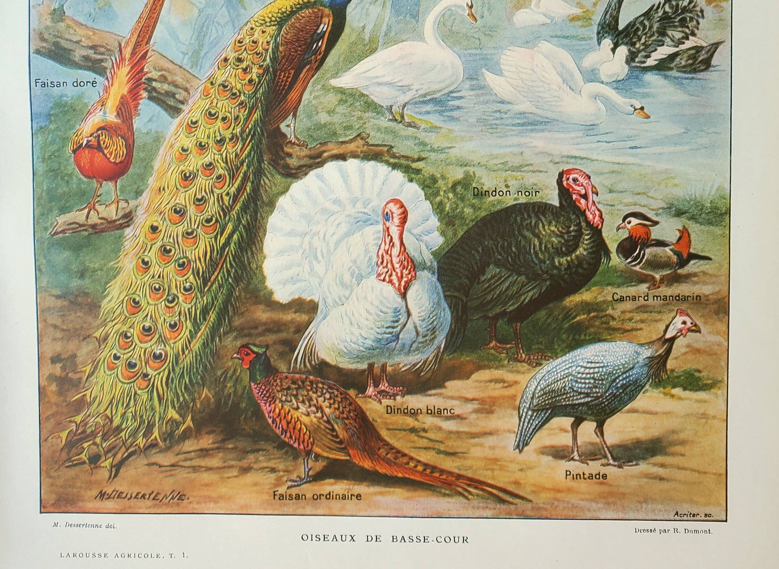 Old engraving 1922, Farmyard animals 2, birds, farm • Lithograph, Original plate