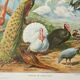 Old engraving 1922, Farmyard animals 2, birds, farm • Lithograph, Original plate
