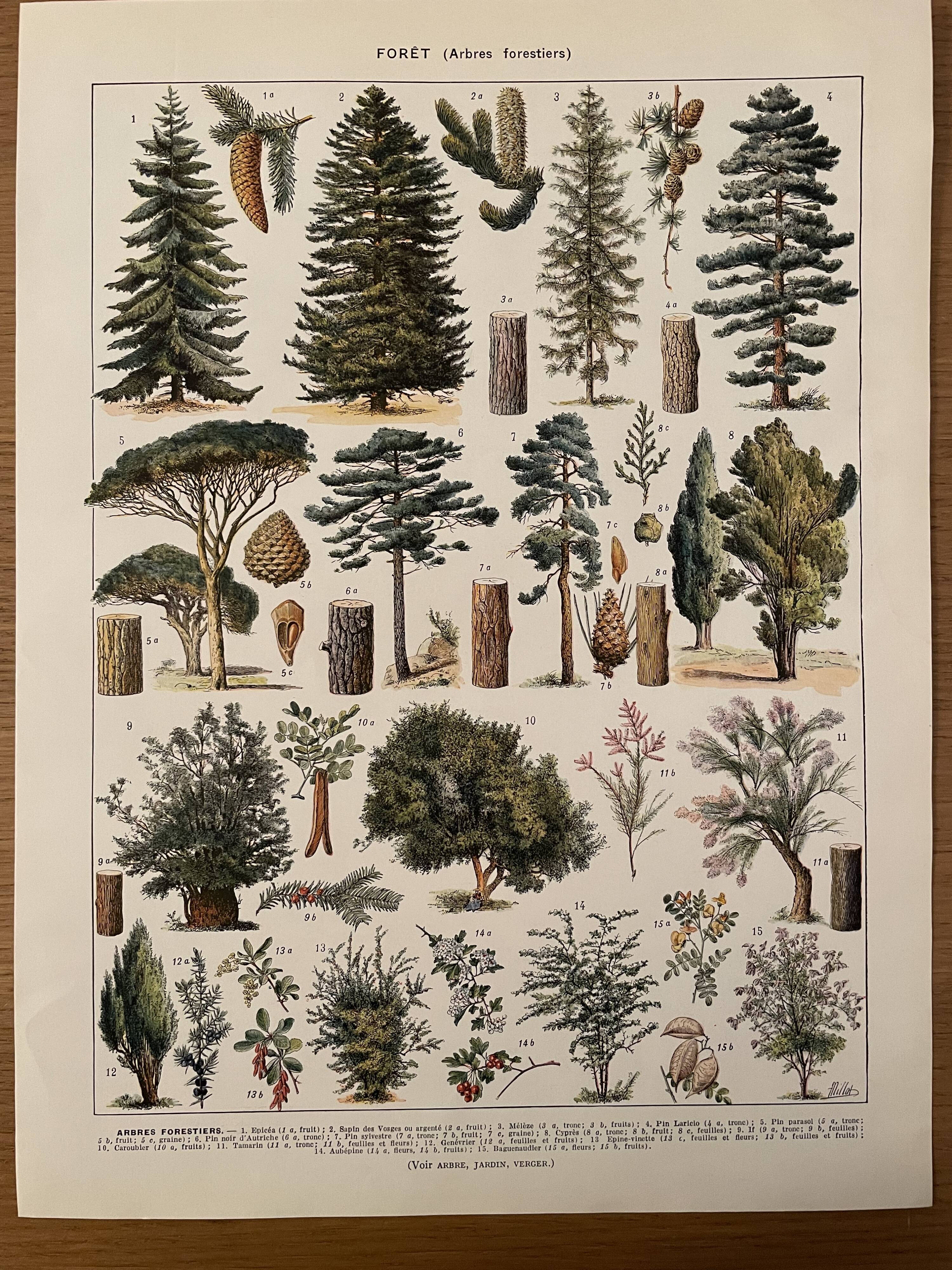 Lithographie gravure sur la forêt de 1928 (Épicéa)