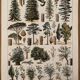 Lithographie gravure sur la forêt de 1928 (Épicéa)