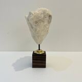 Antique natural white wave coral on wooden base cabinet of curiosities