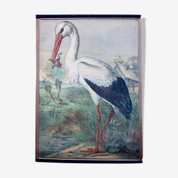 Educational poster stork 1897