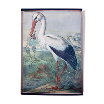 Affiche pédagogique cigogne 1897