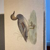 Gadwall duck lithograph