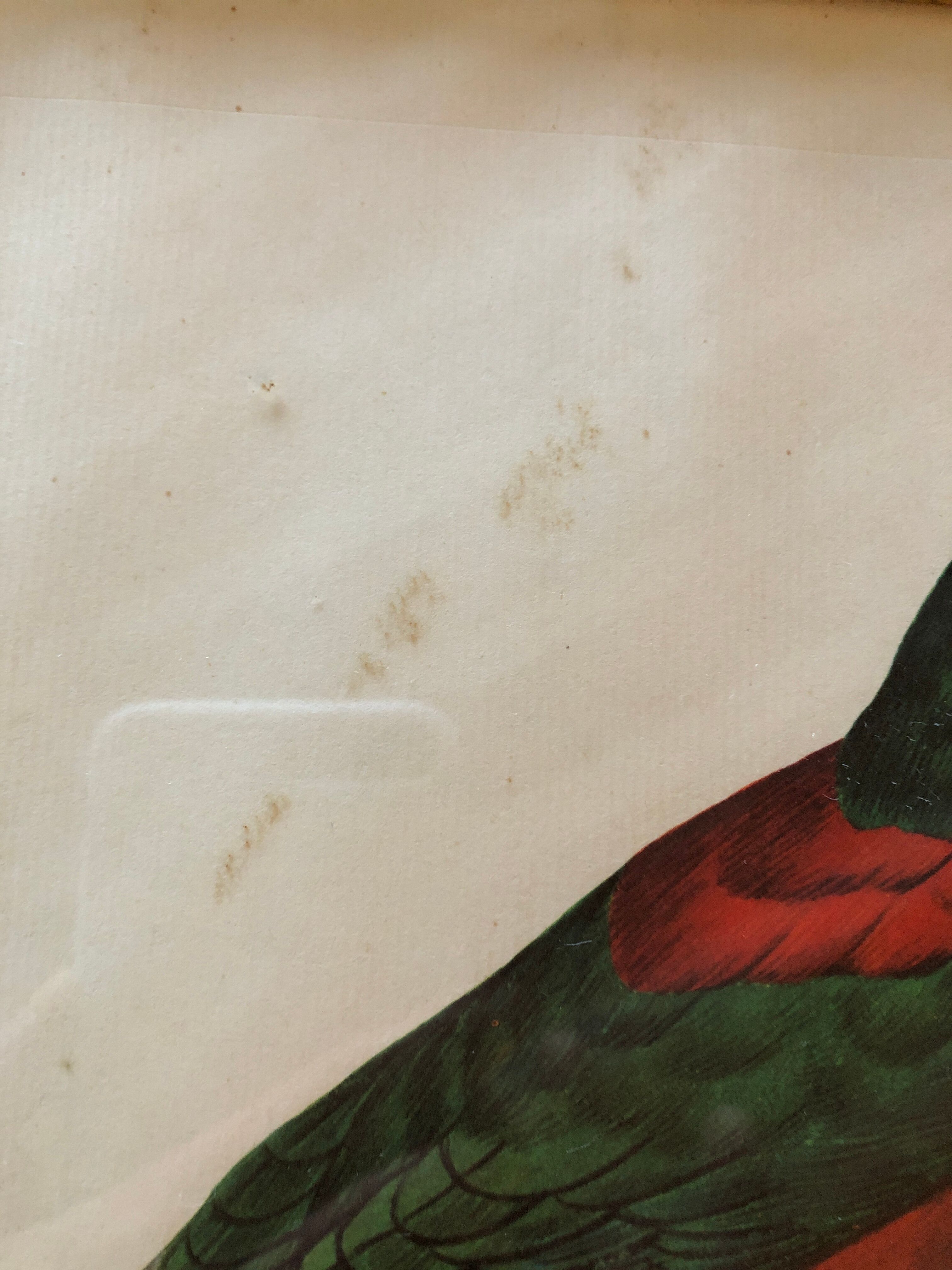 Bird engraving "The Great Jacamar"