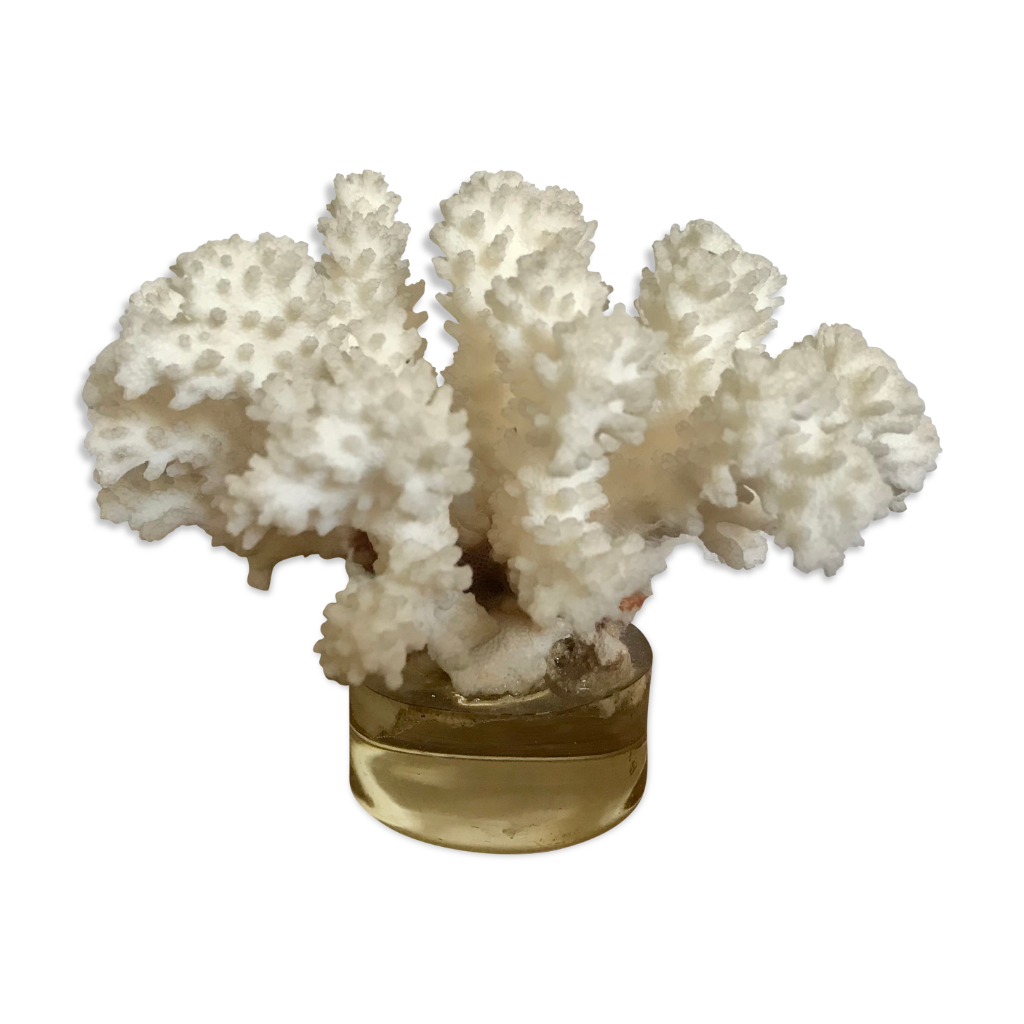 White coral