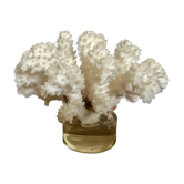 Corail blanc
