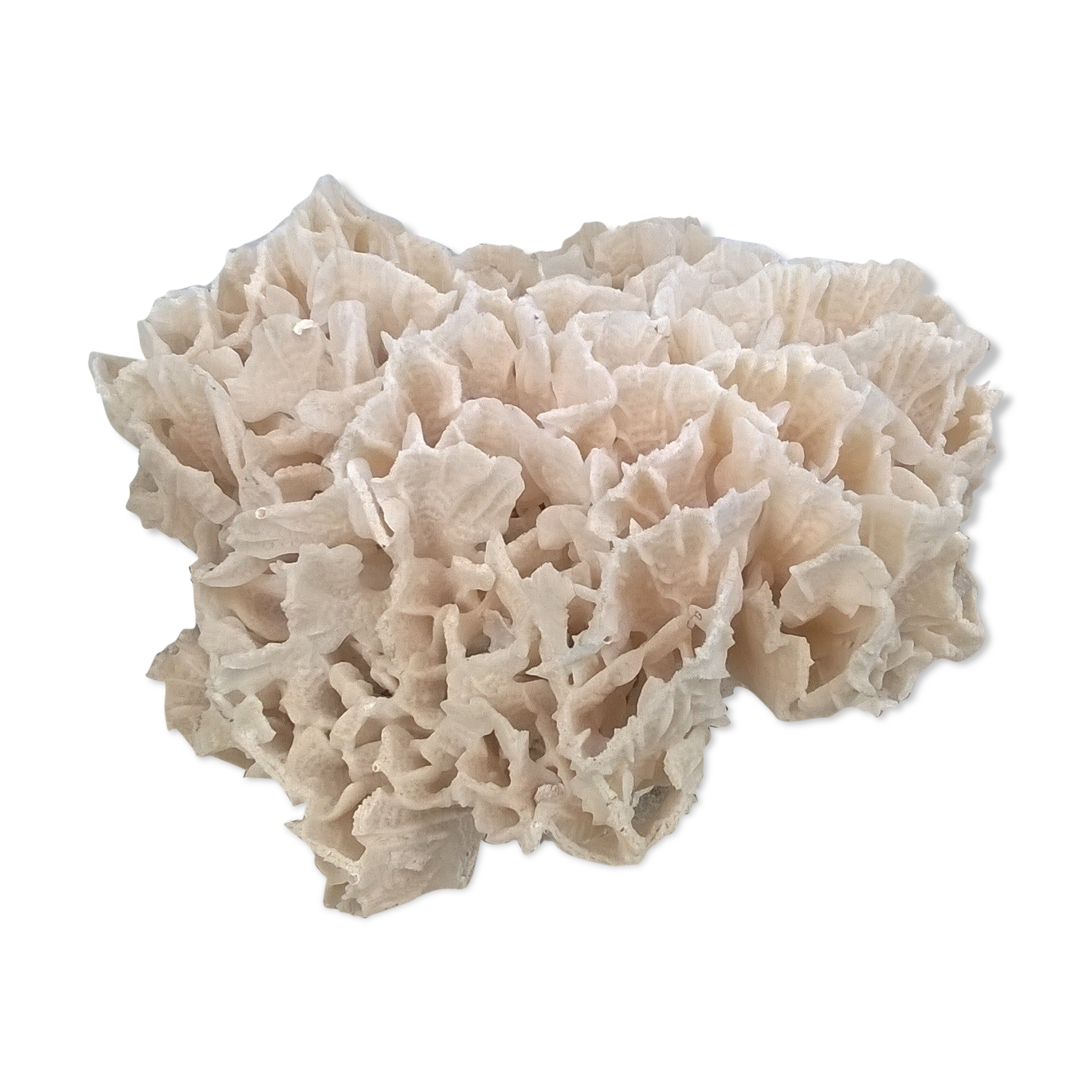 Vintage pacific coral