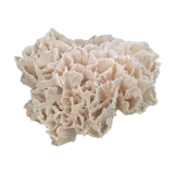 Vintage pacific coral