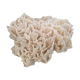 Vintage pacific coral