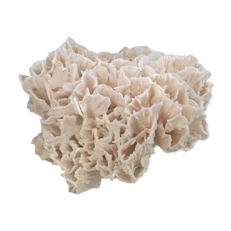Corail pacifique vintage