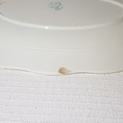Oval dish of the earthenware factory of St amand Regency model, iron earth