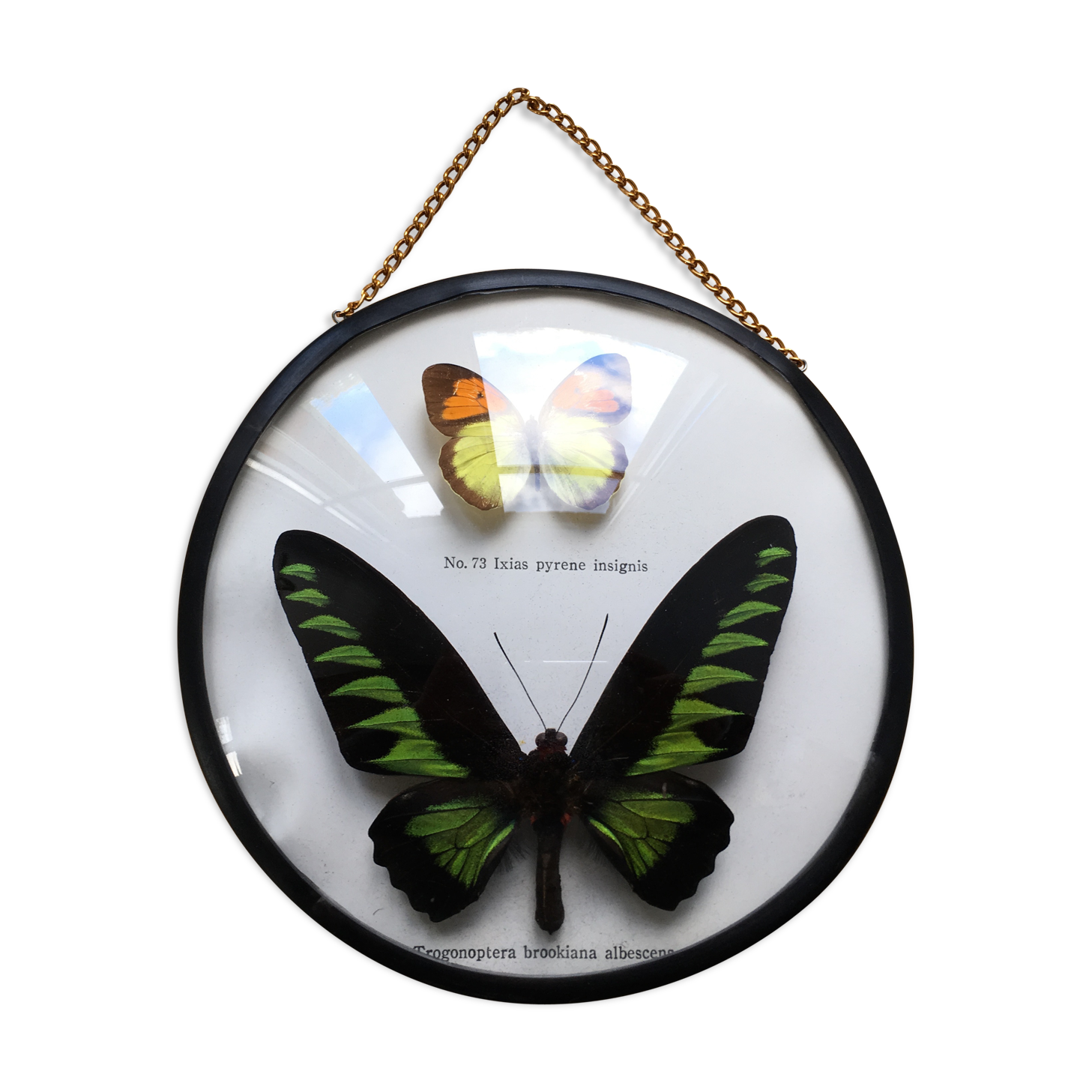 Vintage curved glass butterfly frame