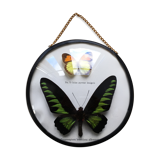 Vintage curved glass butterfly frame