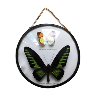 Vintage curved glass butterfly frame