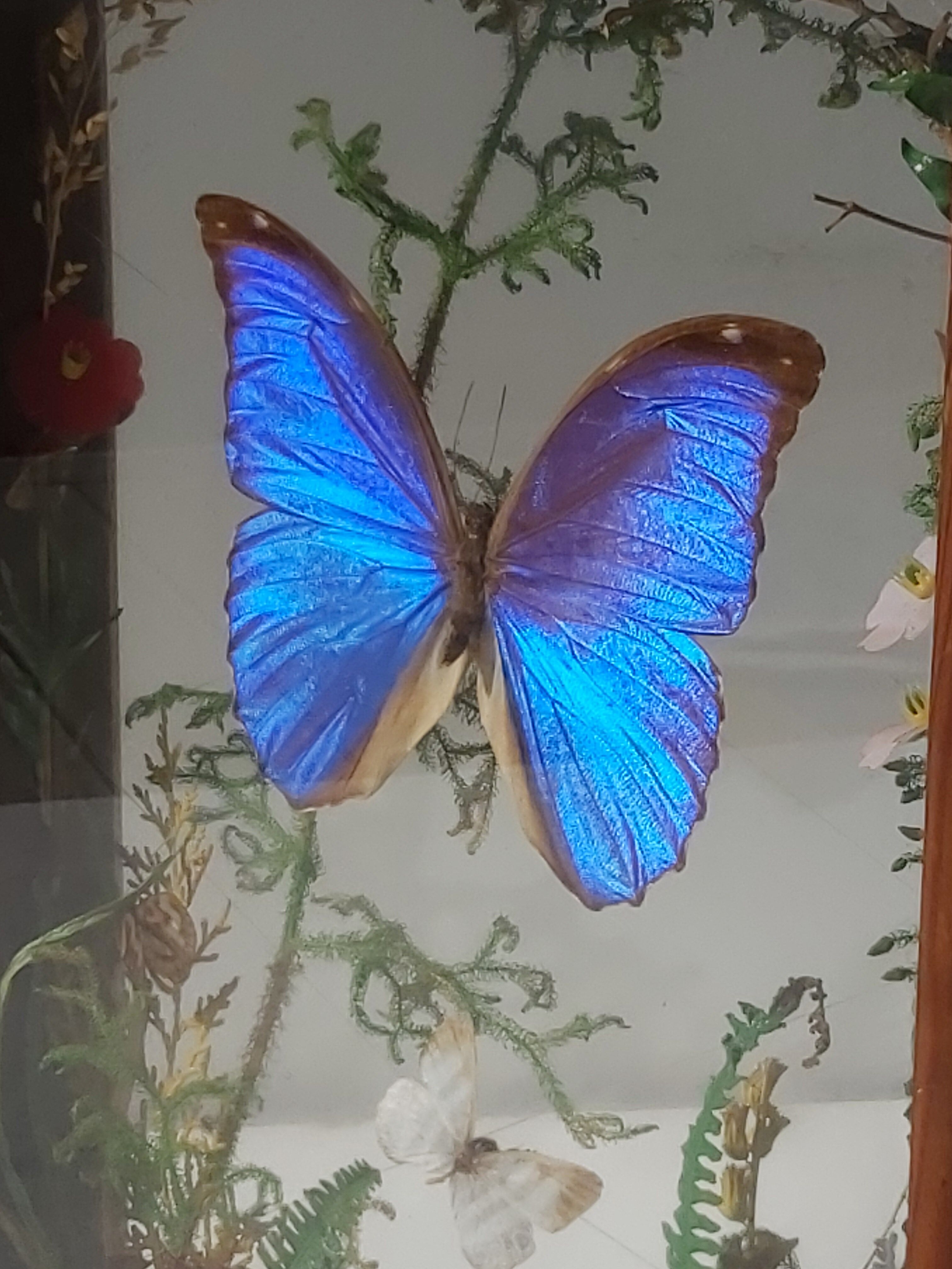 Box composition butterfly wood and glass