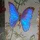 Box composition butterfly wood and glass