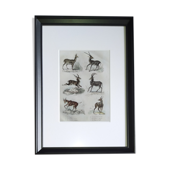 Planche Zoologique Originale " Nagor, Gazelle Pazan,... - Buffon 1838