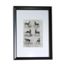 Original Zoological Plate " Nagor, Gazelle Pazan,... - Buffon 1838