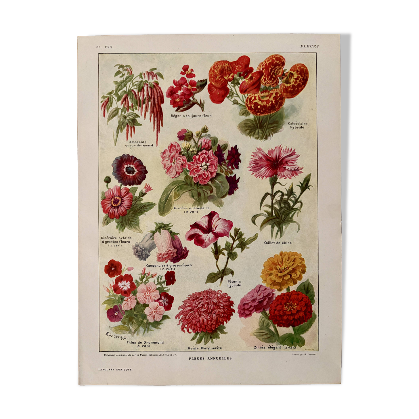 Lithograph of annual flowers - 1920