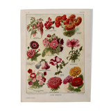 Lithograph of annual flowers - 1920