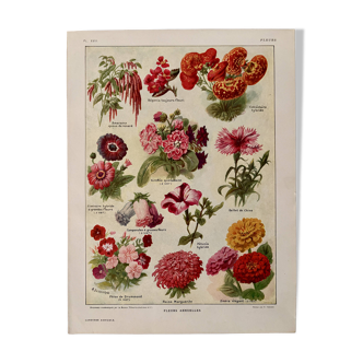 Lithograph of annual flowers - 1920