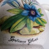 Pitcher botanical decoration