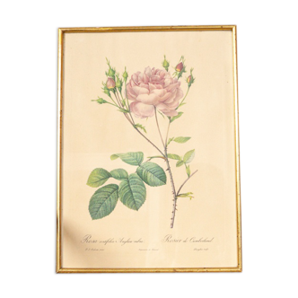 Planche botanique rosier de Cumberland PJ Redouté