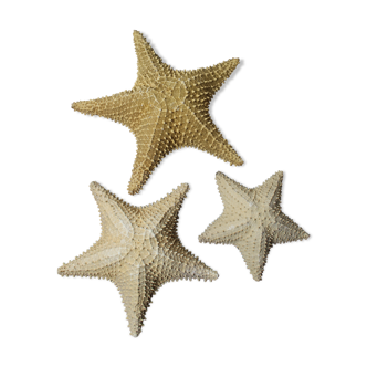 Lot of real starfish