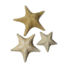Lot of real starfish