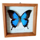 Butterfly frame