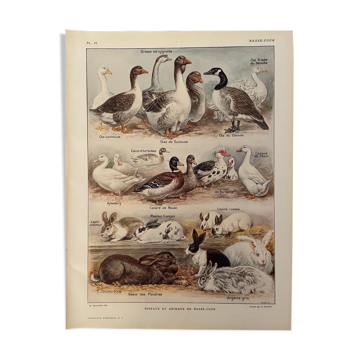 Lithograph on backyard birds from 1921 (IV)