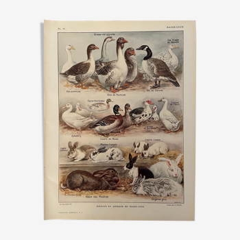 Lithographie sur les oiseaux de basse cour de 1921 (IV)