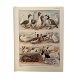 Lithograph on backyard birds from 1921 (IV)