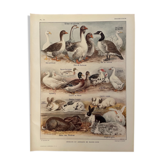 Lithograph on backyard birds from 1921 (IV)