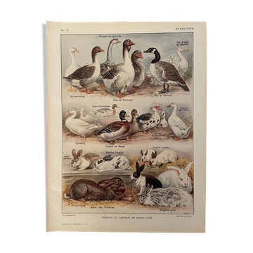 Lithograph on backyard birds from 1921 (IV)