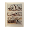 Lithograph on backyard birds from 1921 (IV)