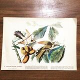 Ornithological board under glass