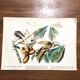 Ornithological board under glass