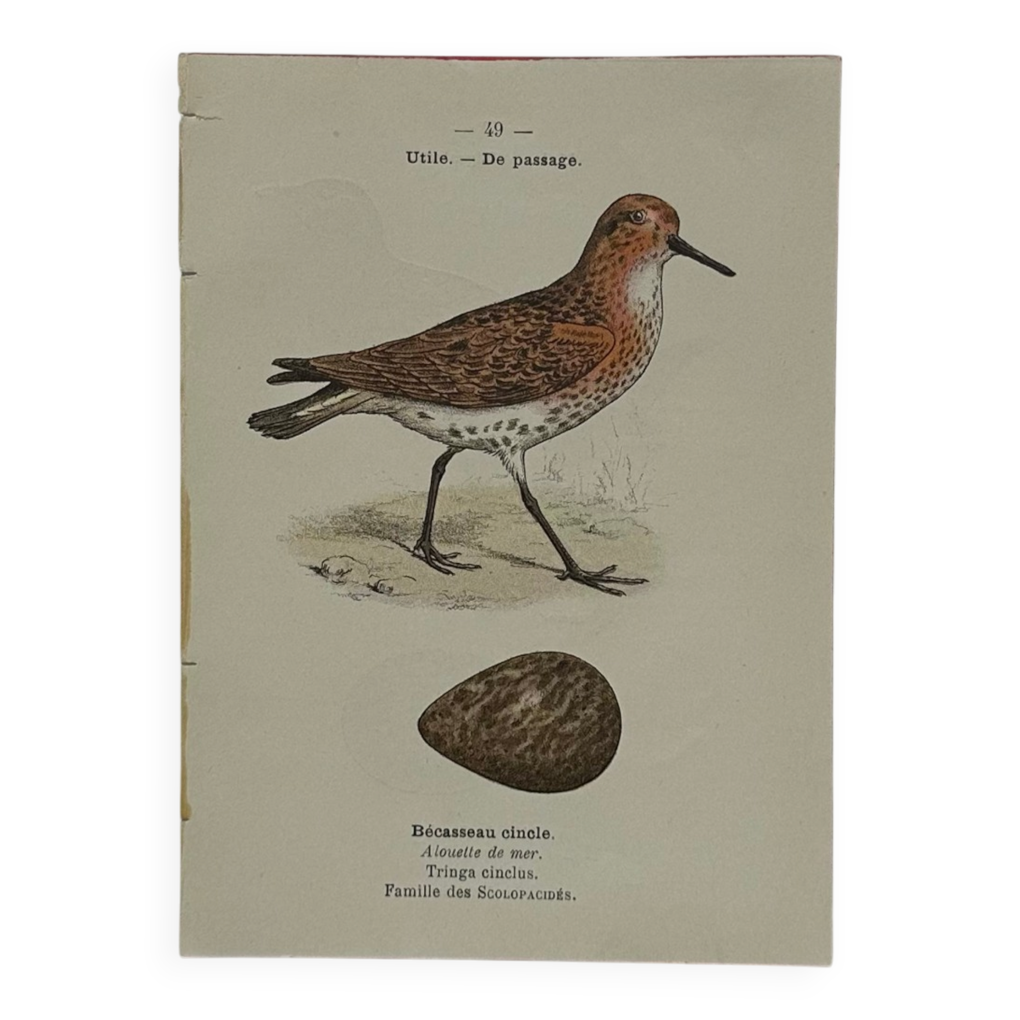 Planche Botanique Gravure oiseaux naturaliste  19eme recto verso  A