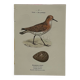Planche Botanique Gravure oiseaux naturaliste  19eme recto verso  A